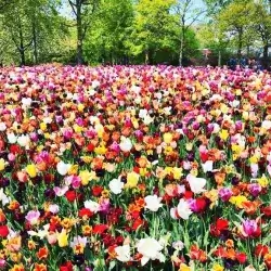 Keukenhof_The_Netherlands