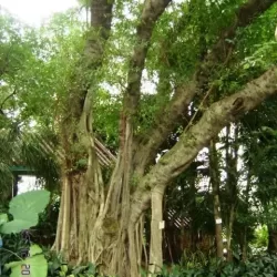 Kowloon Park Old Tree