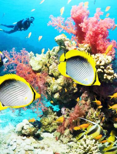 Top 10 Scuba Diving locations in the World