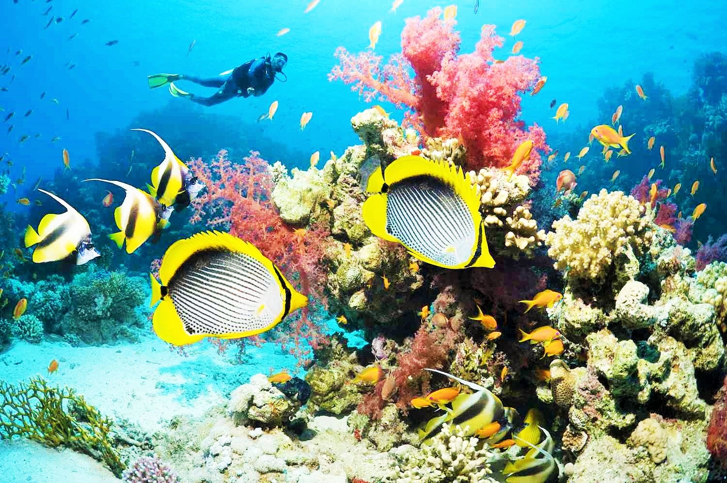 Top 10 Scuba Diving locations in the World