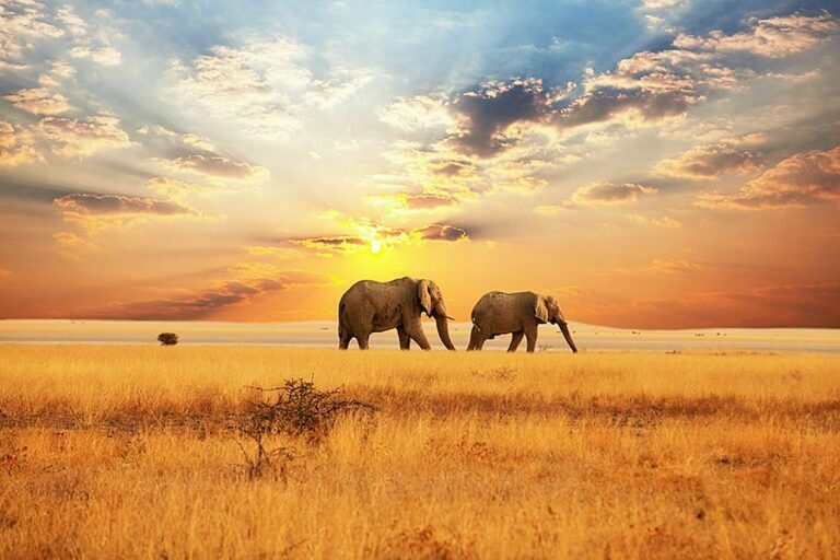 Best African Safari Locations